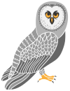 Gray Owl