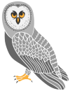 Gray Owl